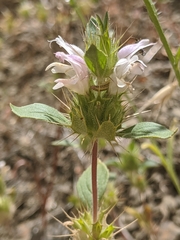 Acanthomintha lanceolata