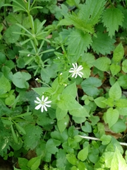 Stellaria nemorum
