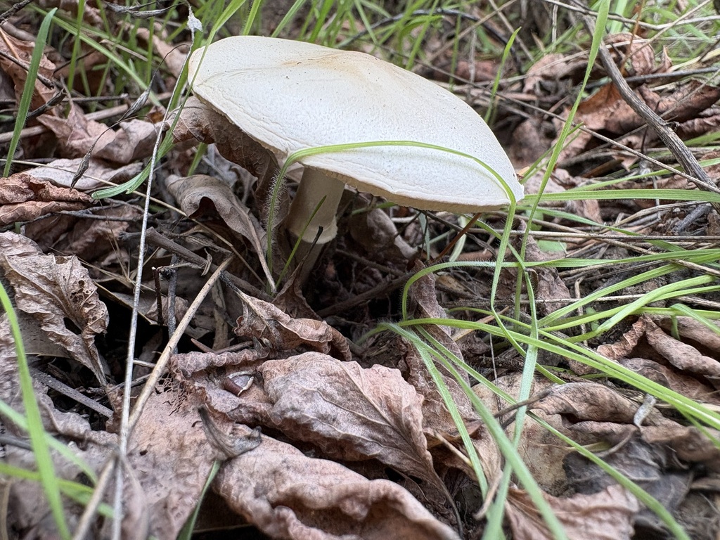 White Dapperling · September 2026 · photo: Photo: (c) sylbobaggins, some rights reserved (CC BY) · iNaturalist