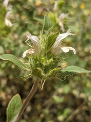 Acanthomintha lanceolata