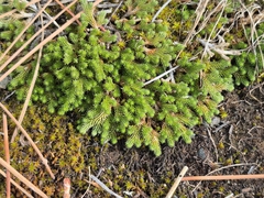 Selaginella wallacei