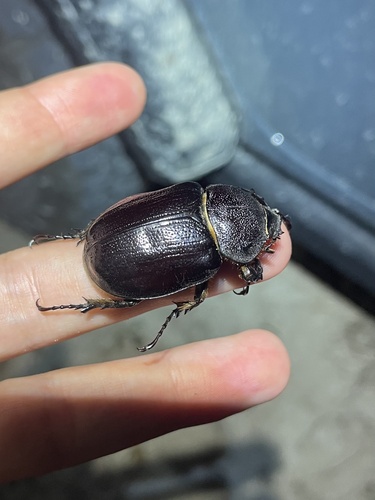 Texas Elephant Beetle