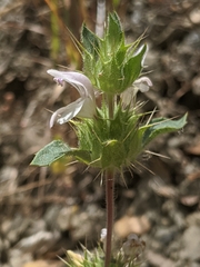 Acanthomintha lanceolata