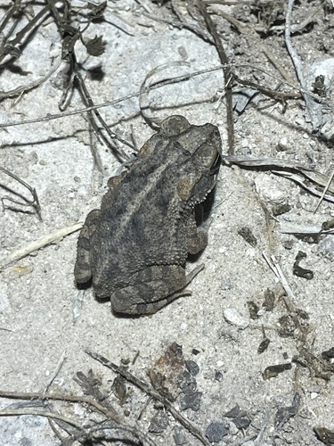 Gulf Coast Toad