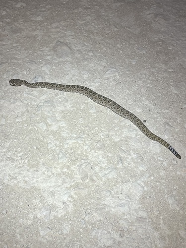 Western Diamond-backed Rattlesnake