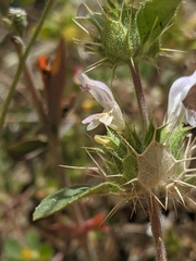 Acanthomintha lanceolata