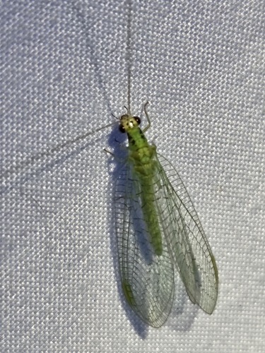 Chrysopa incompleta