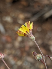 Malacothrix clevelandii