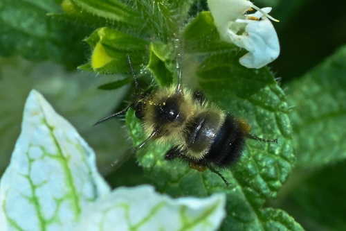 Half-black Bumble Bee