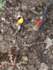 Malacothrix clevelandii