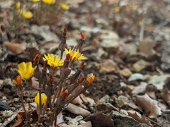 Malacothrix clevelandii
