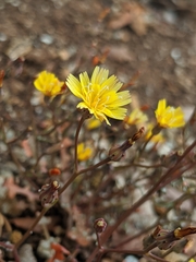 Malacothrix clevelandii