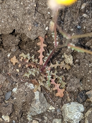 Malacothrix clevelandii