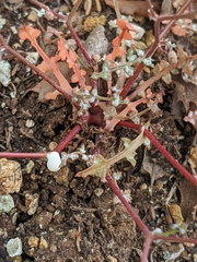 Malacothrix clevelandii