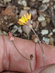 Malacothrix clevelandii
