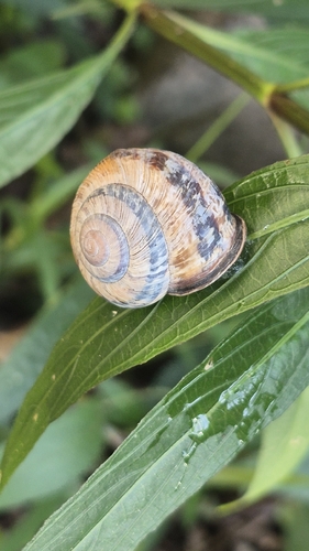 Caucasotachea leucoranea