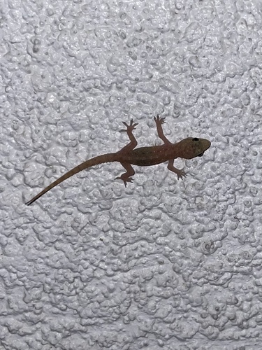 Spotted House Gecko