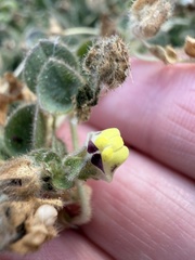 Kickxia spuria