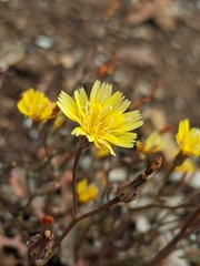 Malacothrix clevelandii