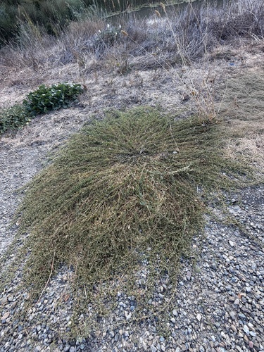 Kickxia spuria, photograph 3