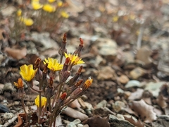 Malacothrix clevelandii