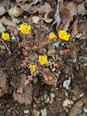 Malacothrix clevelandii