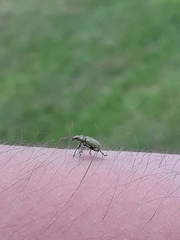 Entiminae