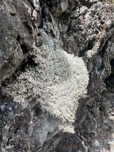 Racomitrium, 2026-09-21