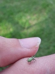 Entiminae