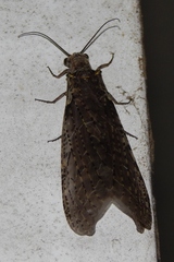 Chauliodes