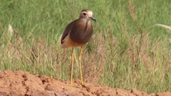 Vanellus leucurus