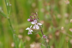 Silene gallica gallica