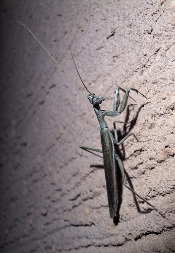 Heldreich's Dwarf Mantis