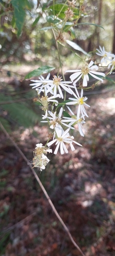 Olearia nernstii observed 2026-09-21