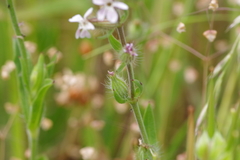 Silene gallica gallica