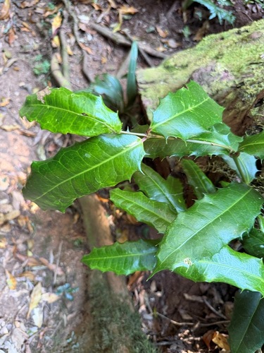 Wilkiea macrophylla, 2026-09-21