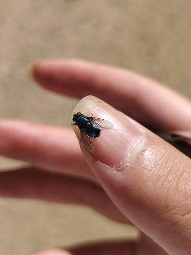 Lucilia porphyrina