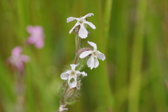 Silene gallica gallica