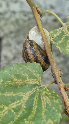 Caucasotachea leucoranea