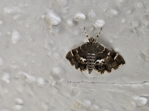Spotted Beet Webworm Moth