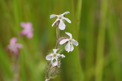 Silene gallica gallica