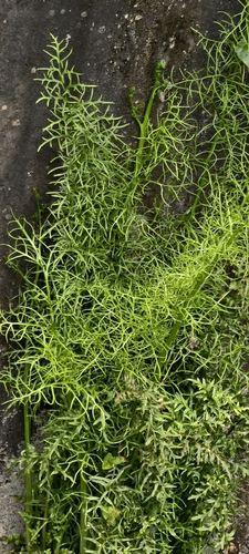 Water Fern