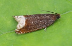 Ancylis selenana