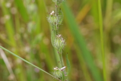 Silene gallica gallica