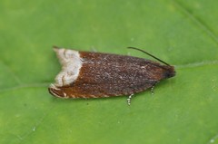 Ancylis selenana