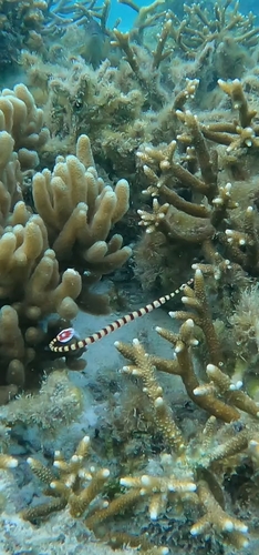 Banded Pipefish