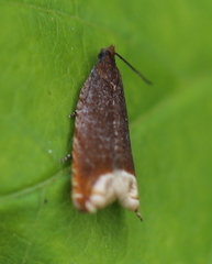 Ancylis selenana