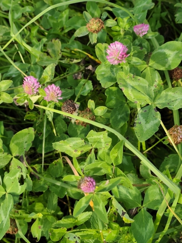 Red Clover
