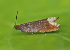 Ancylis selenana