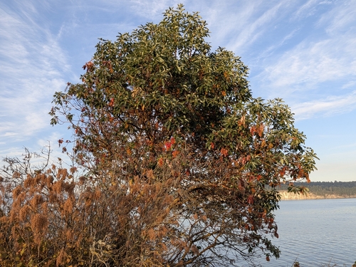Pacific madrone